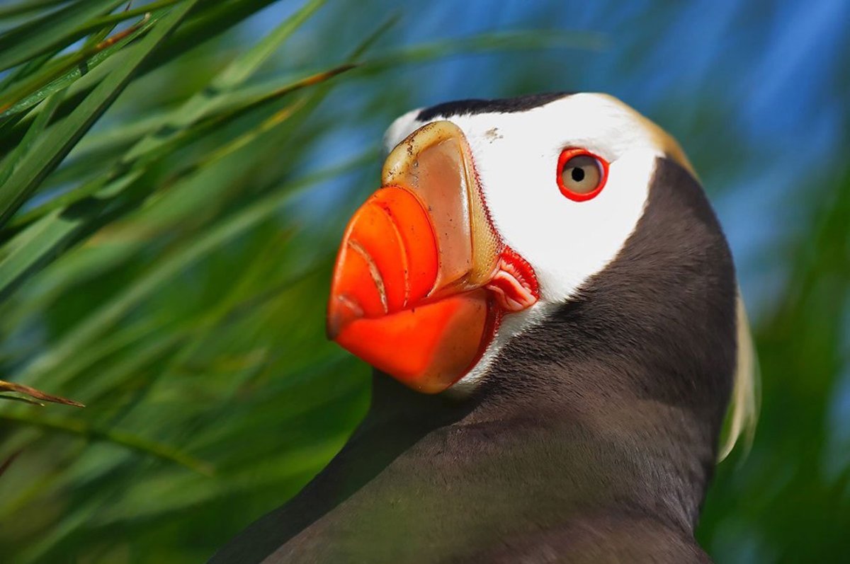 Канарейка с красным клювом