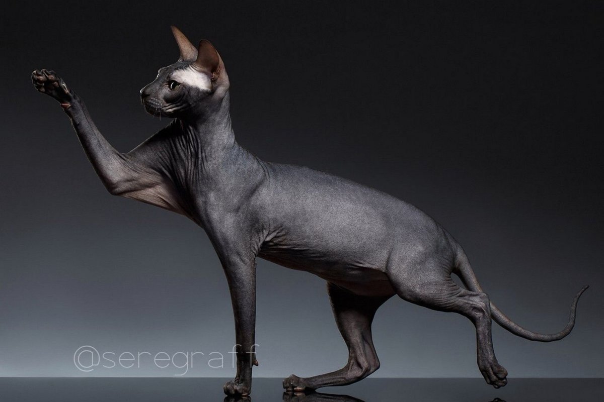 Лапа черного кота сфинкса