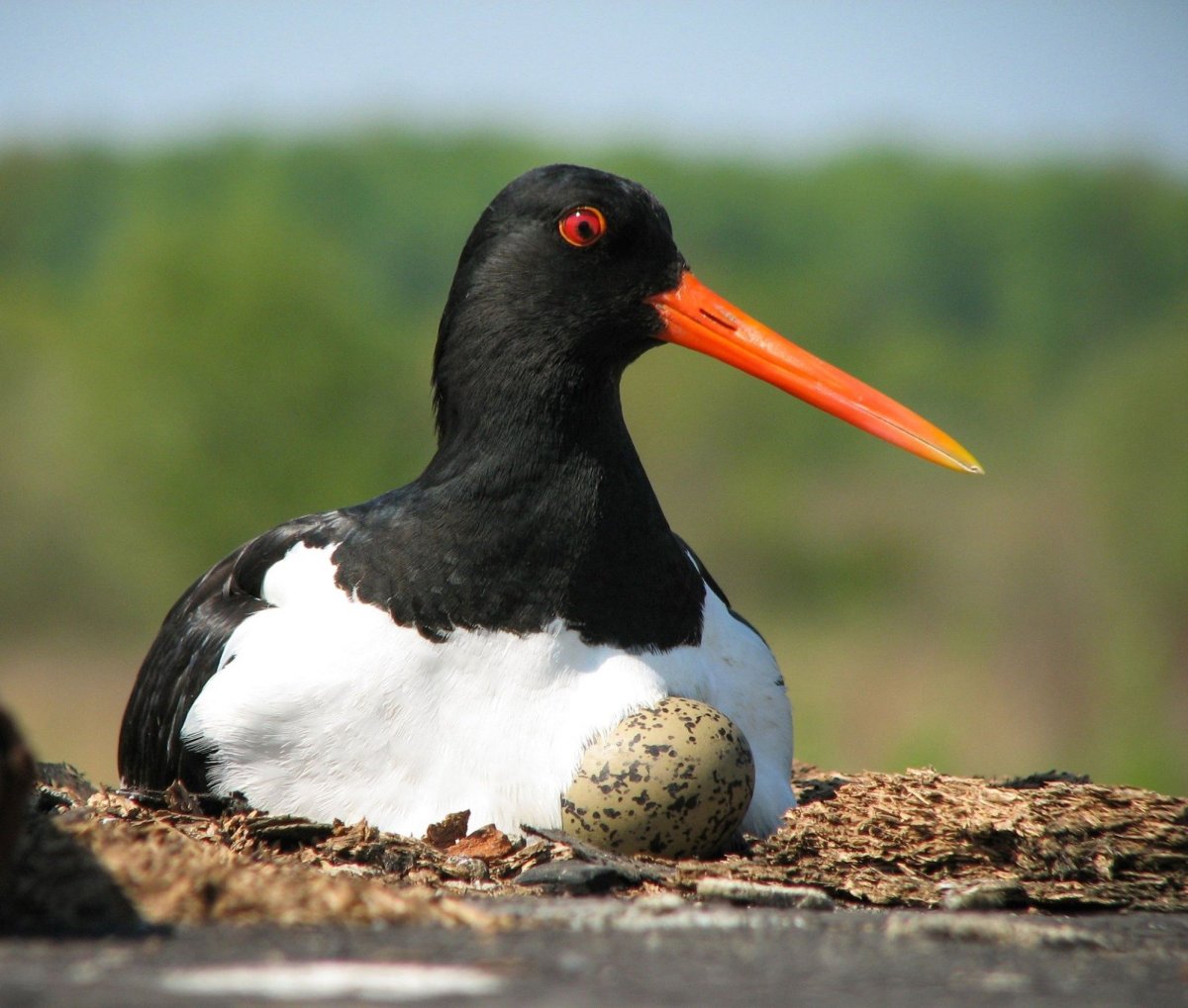 Обыкновенный Кулик-сорока