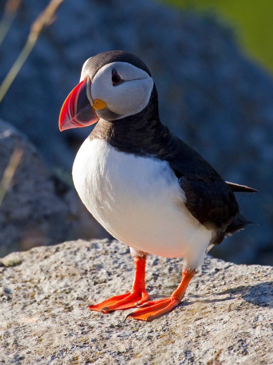 Паффин птица