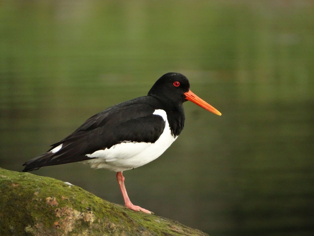 Кулик-сорока Haematopus ostralegus