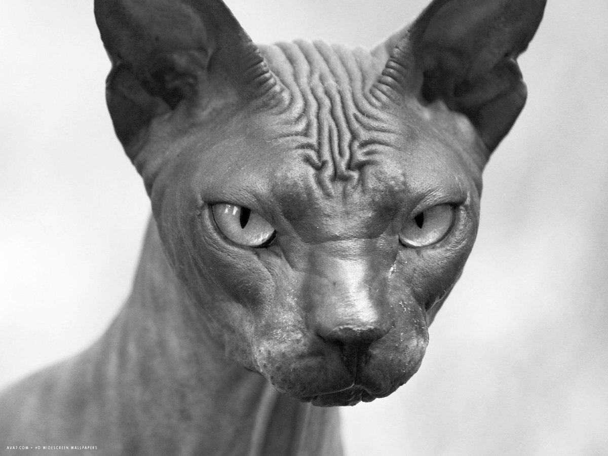 Сфинкс черно белый