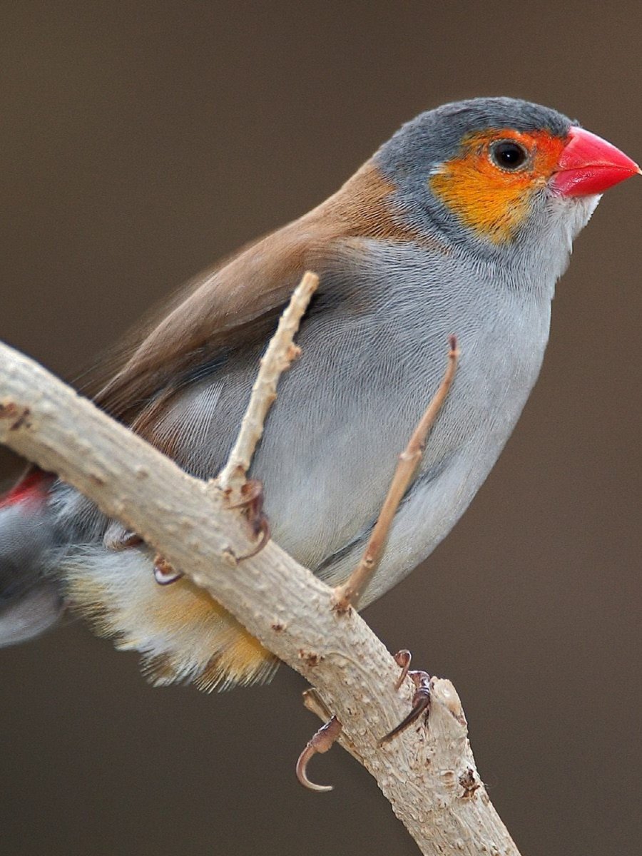 Краснокрылый астрильд