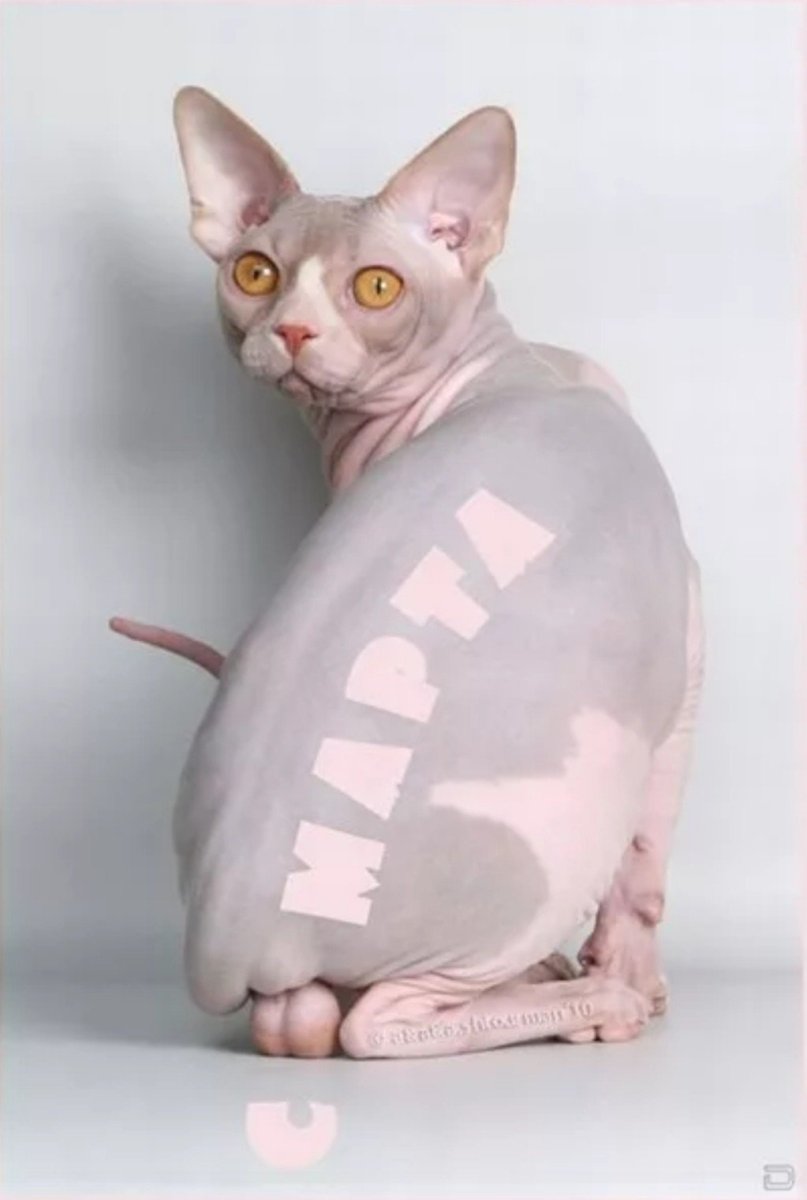 Татуированный кот сфинкс