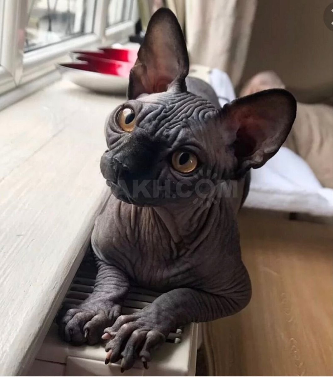 Канадский сфинкс кошка