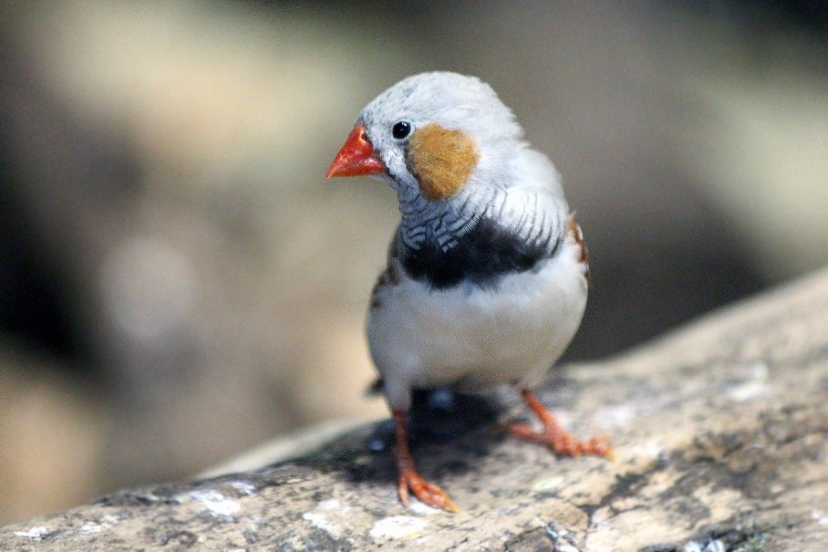 Амадин птица