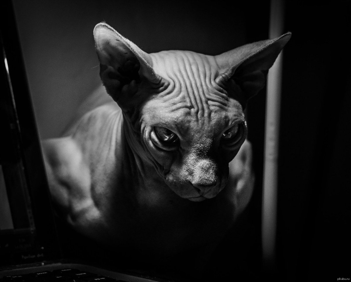 Кот сфинкс
