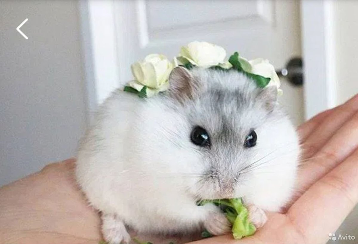 Джунгарский хомячок белый