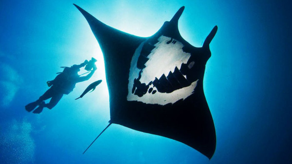 Скат гигантский морской дьявол