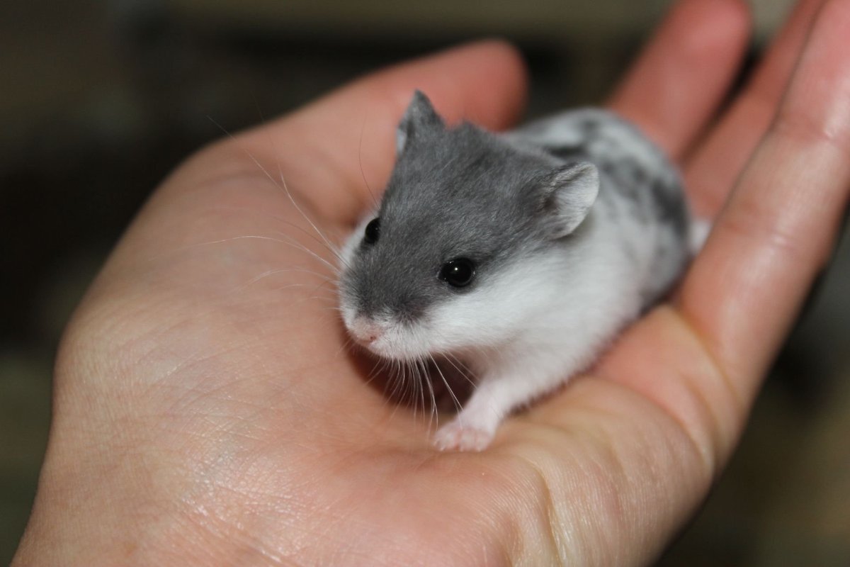 Джунгарский хомяк белый