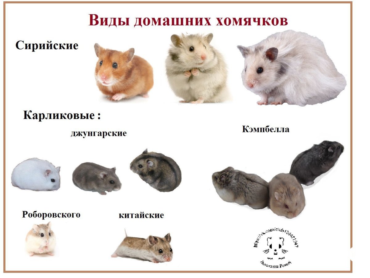 Маленькие джунгарские хомячки
