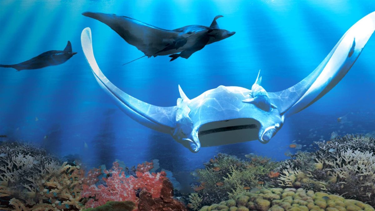 Королевская Манта Скат