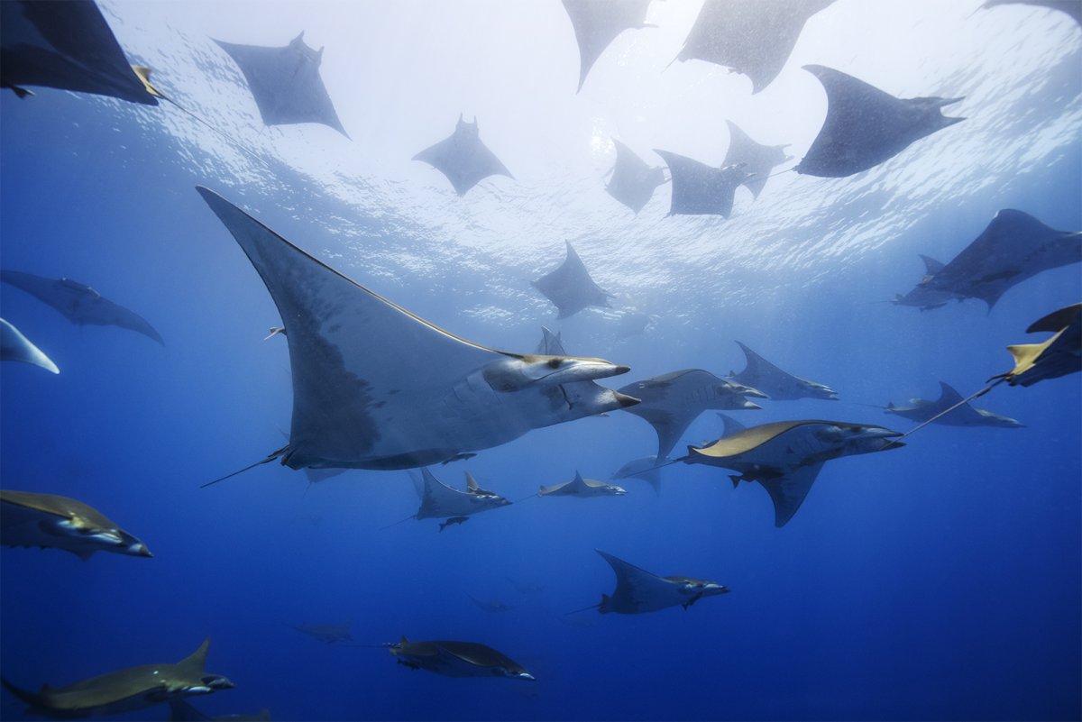 Самый большой Скат