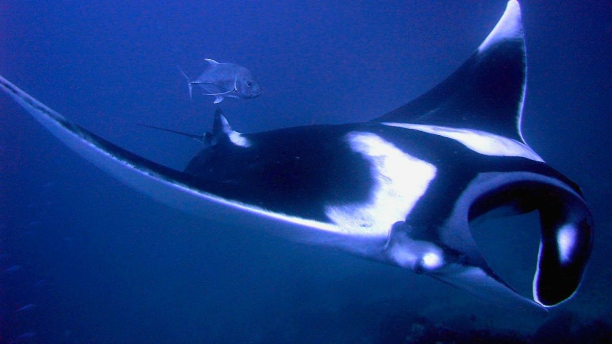 Скат Манта альбинос