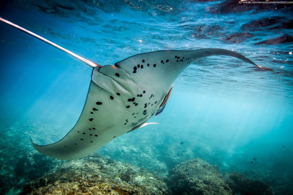 Летающие скаты Мобула