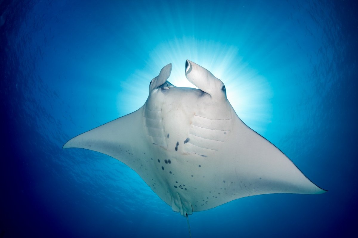 Скат Манта референс