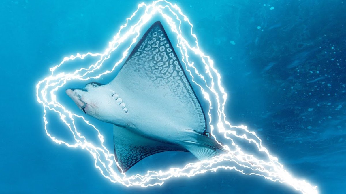 Электрический Скат вид сверху