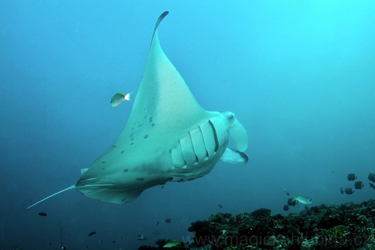 Миграция пятнистых скатов