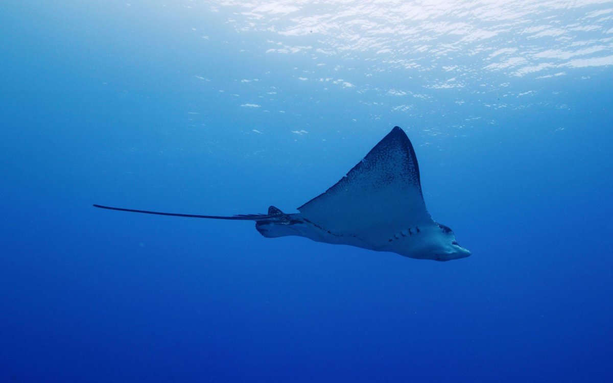 Миграция скатов Манта