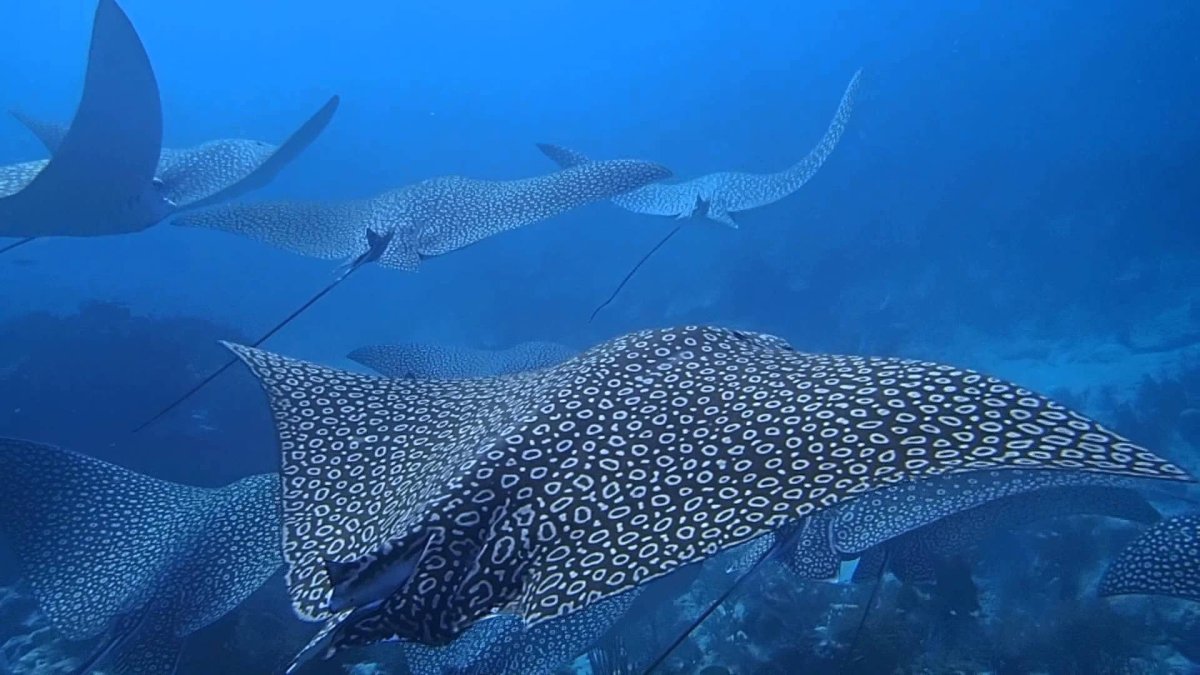 Скаты манты красное море