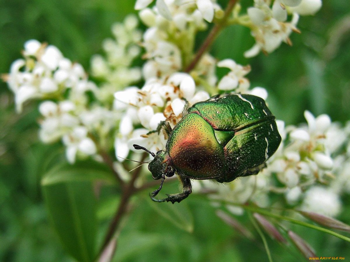 Майский Жук зеленый