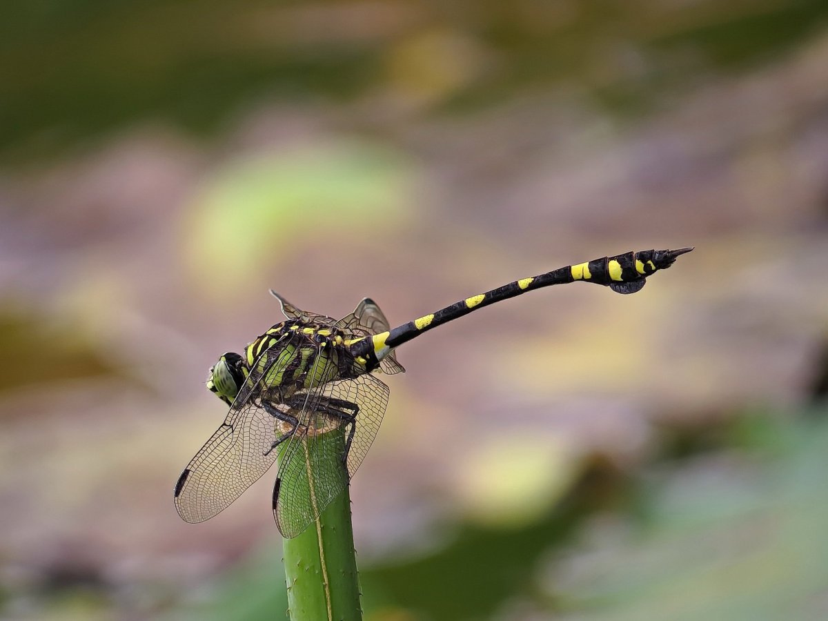 Насекомые Абхазии