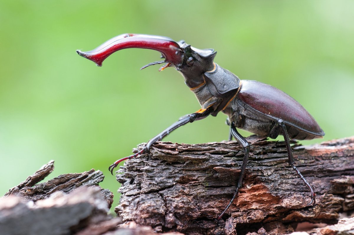 Жук Рогач Мюллер