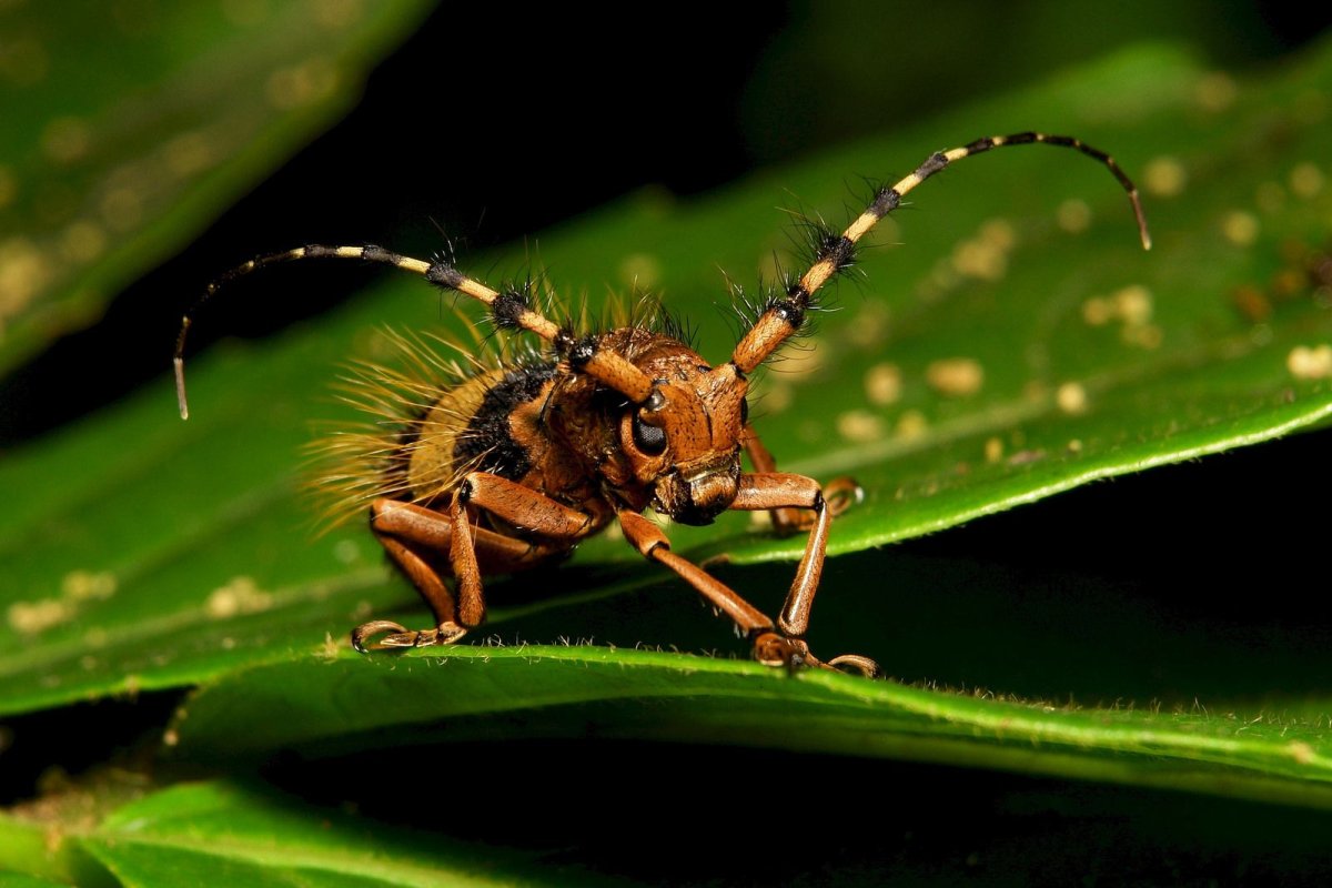 Козявочник Жук