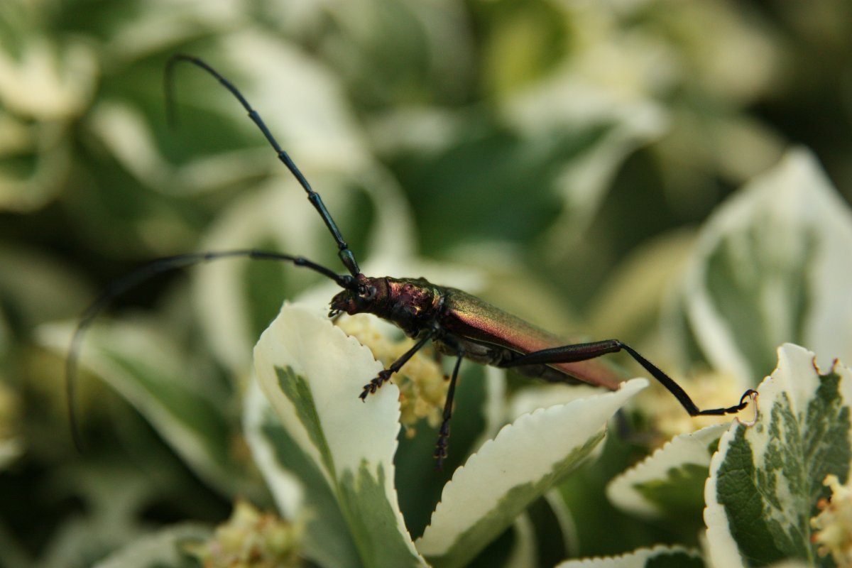Длиннохвостые насекомые кусачие