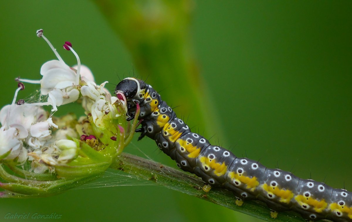 Насекомые Анапы
