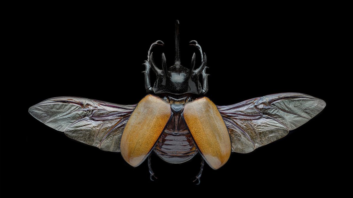 Жук носорог Крылья