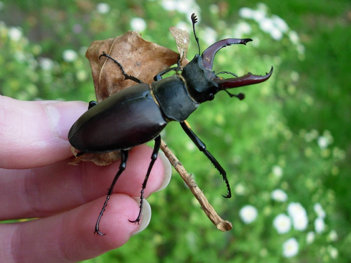 Жук Stag Beetle