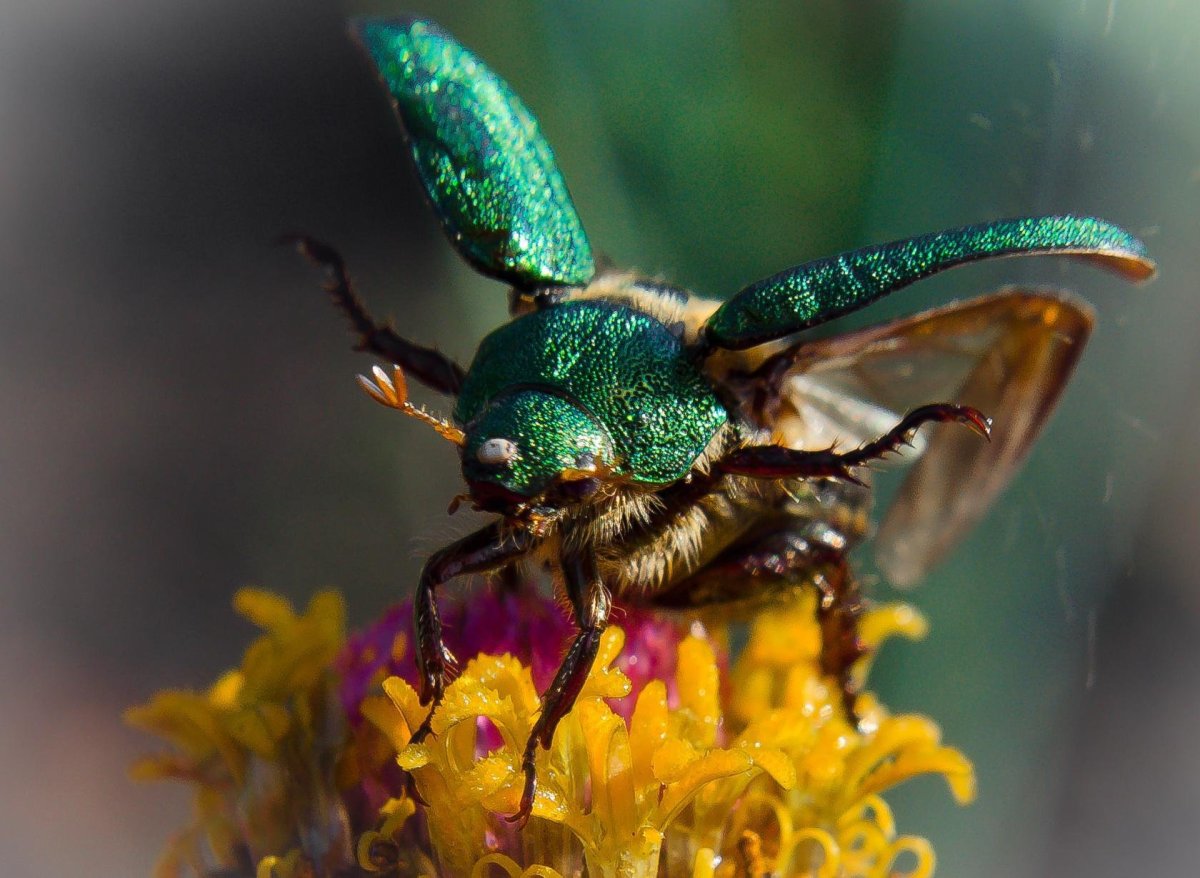 Картинки на аватарку насекомые