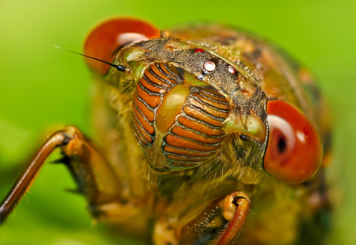 Насекомые монстры Макросъемка