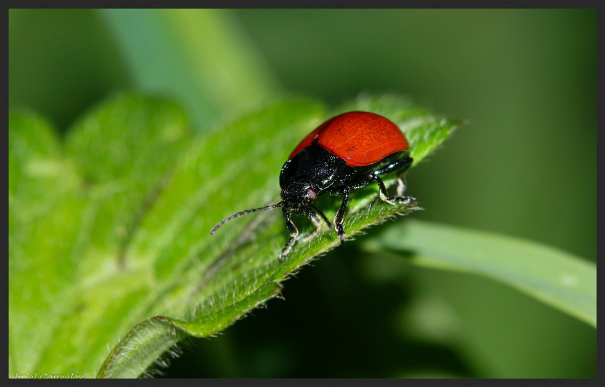 Листоед Божья коровка