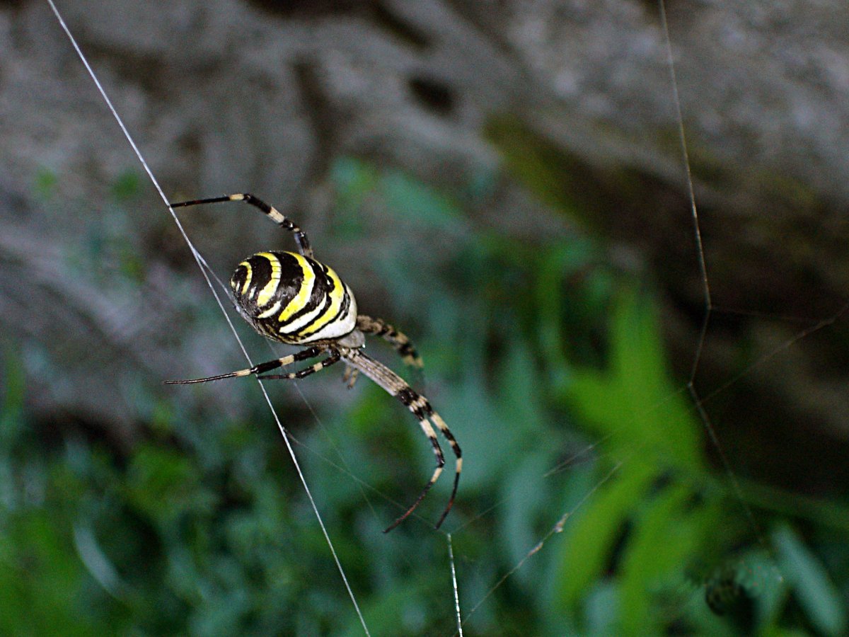 Ядовитые пауки Абхазии