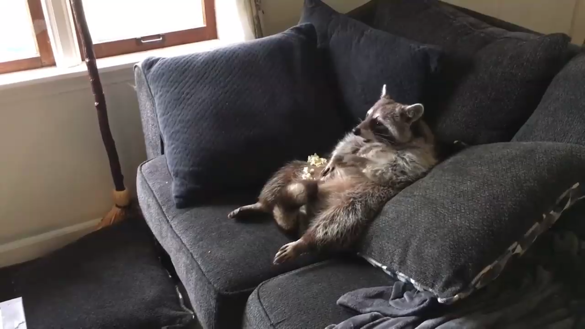 Кот на диване