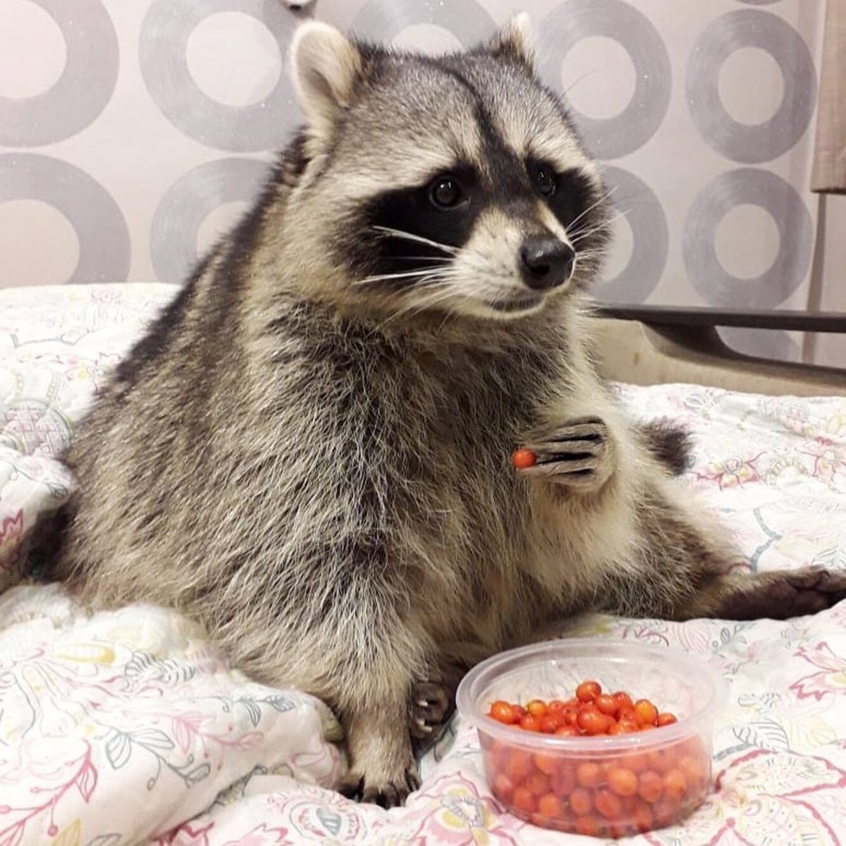 Енот полоскун домашний