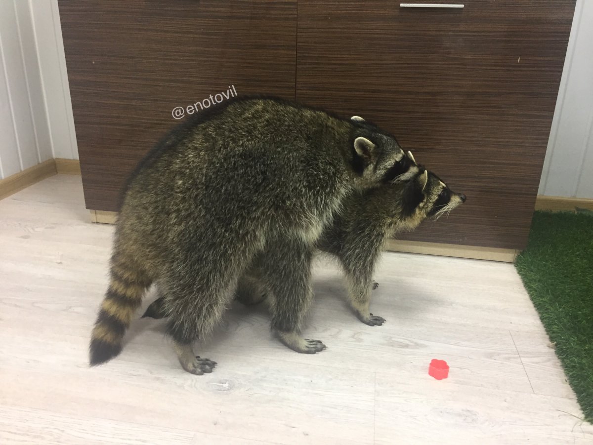 Злой енот полоскун