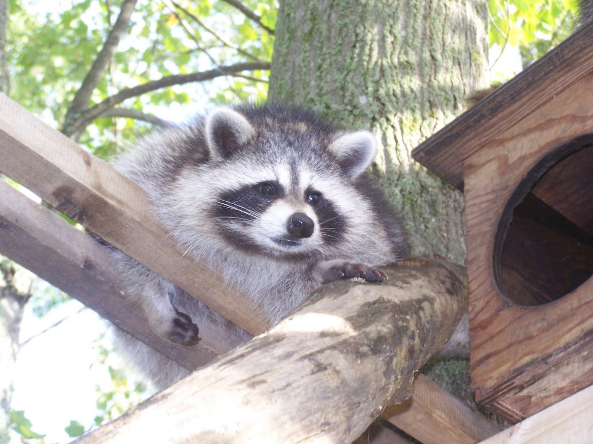 Полоскун енот Енотович