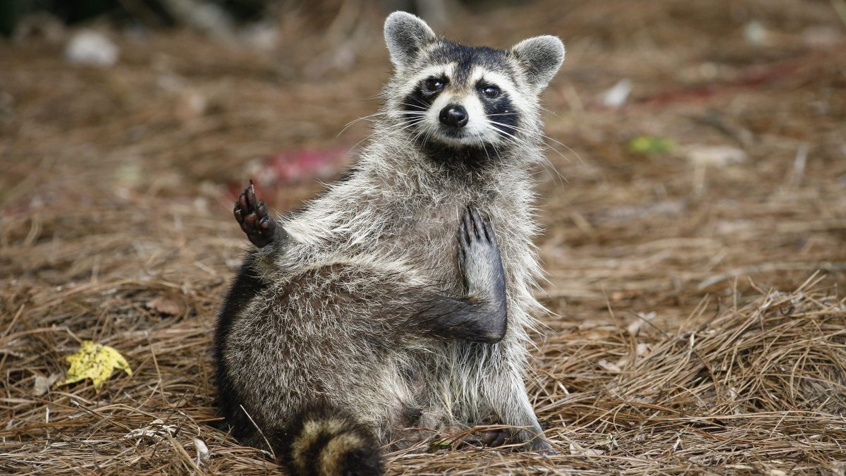 Енот красотка