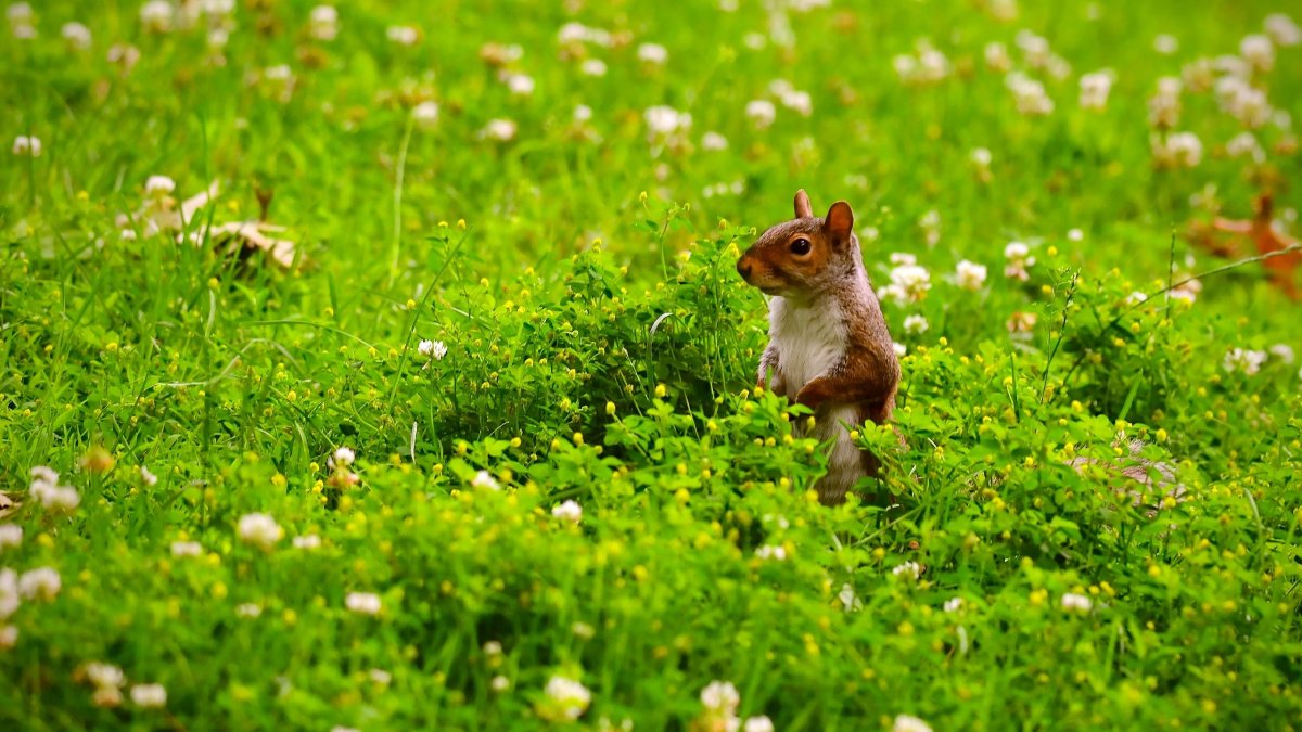 Животные на лугу