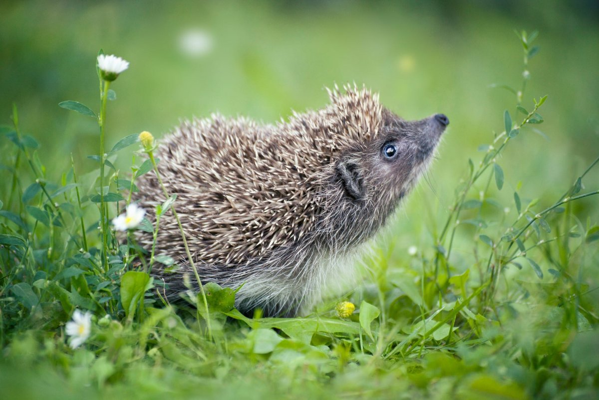 Присурский заповедник насекомые