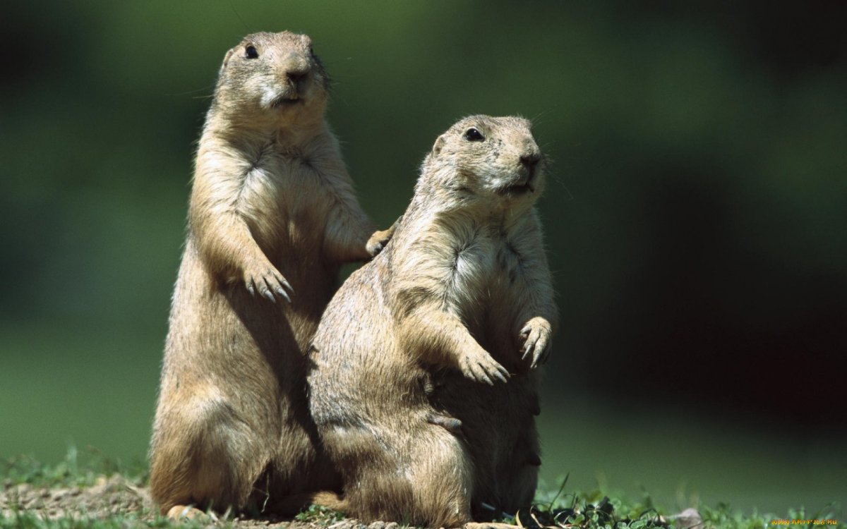 Коровы на лугу