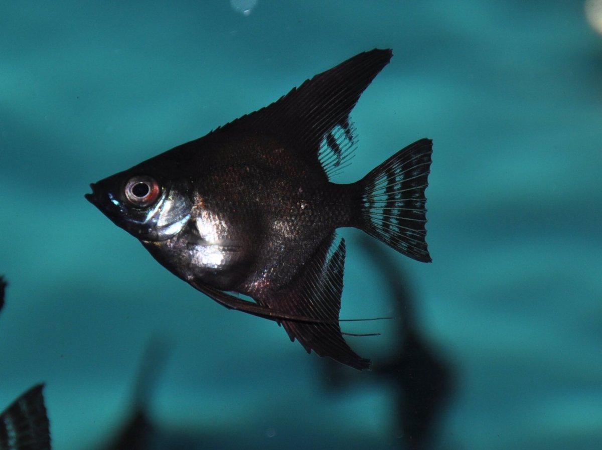 Тернеция аквариумная рыбка