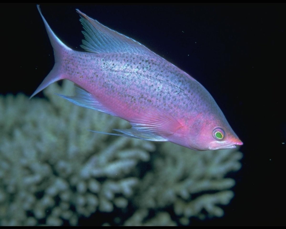 Оранжевая рыбка