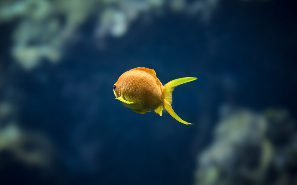 Перламутровая рыбка аквариумная