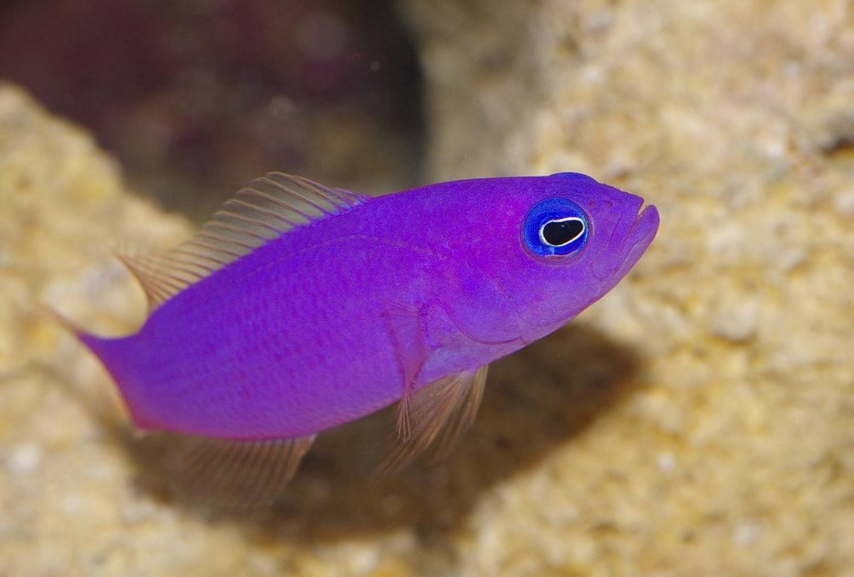 Рыбки акварельными карандашами