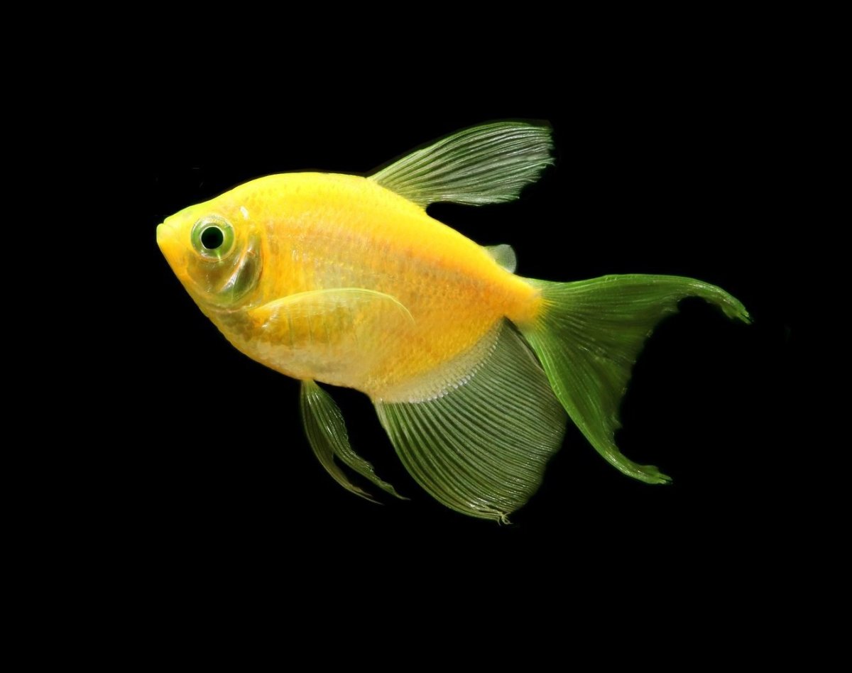 Рыбка малинового цвета