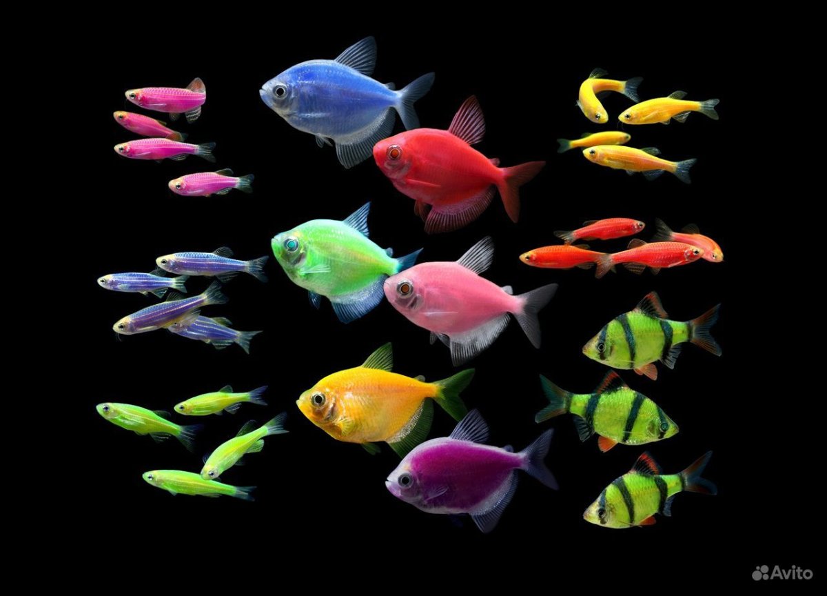 Тернеции рыбки глофиш